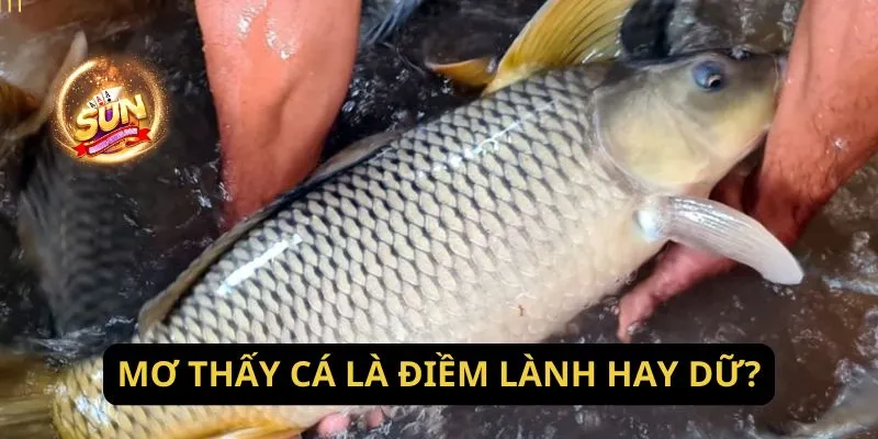 Mơ thấy cá là điềm lành hay dữ?